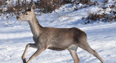 Bolu Barosu'ndan, kızılgeyiklerin avlanması için açılan ihaleye dava