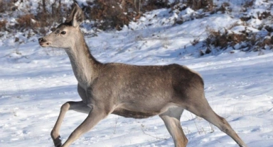 Bolu Barosu'ndan, kızılgeyiklerin avlanması için açılan ihaleye dava