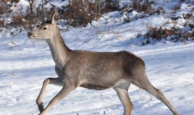 Bolu Barosu'ndan, kızılgeyiklerin avlanması için açılan ihaleye dava
