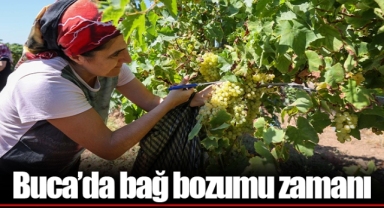 Buca’da bağ bozumu zamanı