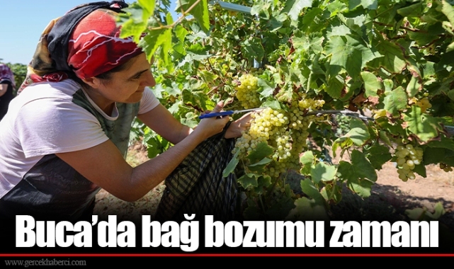 Buca’da bağ bozumu zamanı