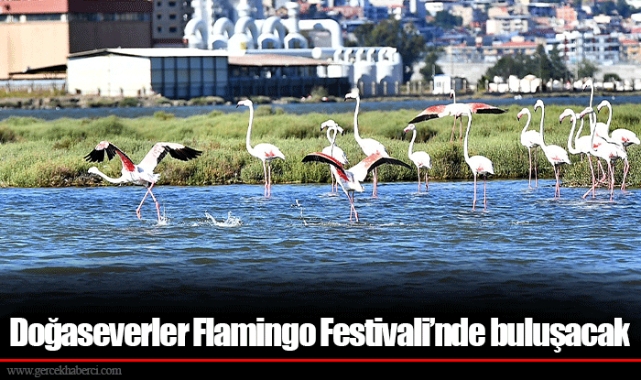 Doğaseverler Flamingo Festivali’nde buluşacak