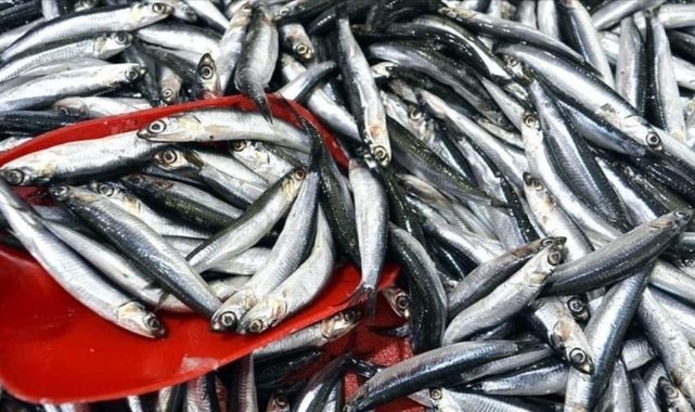 Hamsi fiyatlarında düşüş beklentisi