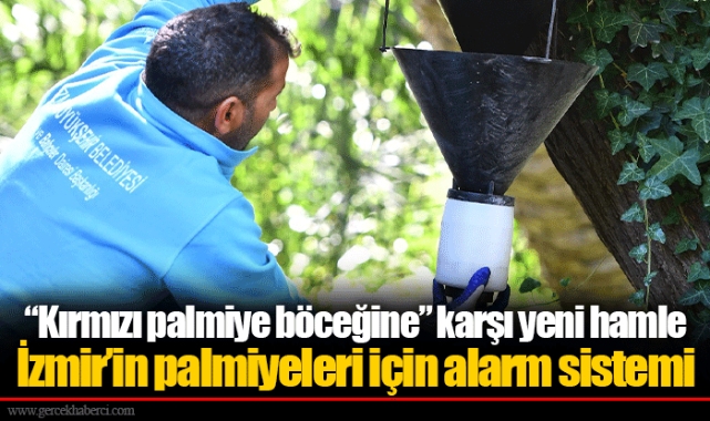 “Kırmızı palmiye böceğine” karşı yeni hamle