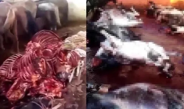 Mide bulandıran görüntülere suç duyurusu! Bakanlık harekete geçti: Para cezası uygulandı