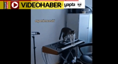 Org üzerinde gezen kedi yanlışlıkla korku filmi müziği besteledi