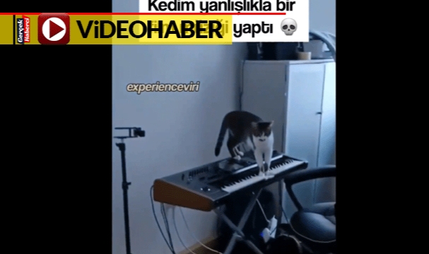 Org üzerinde gezen kedi yanlışlıkla korku filmi müziği besteledi