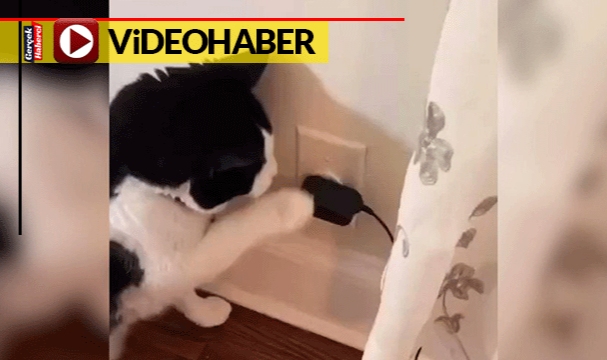 Patisiyle fişi takıp çıkardı... O kedi mama makinesinin sırrını böyle çözdü
