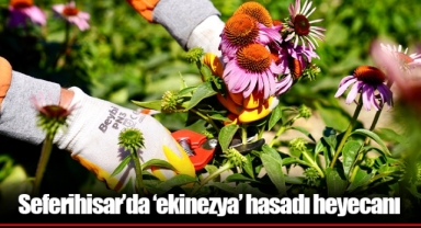 Seferihisar’da ‘ekinezya’ hasadı heyecanı