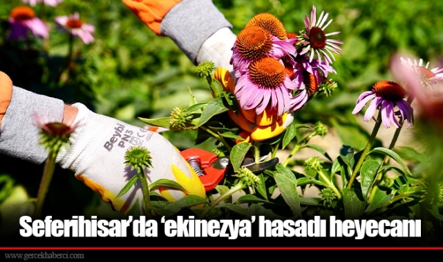 Seferihisar’da ‘ekinezya’ hasadı heyecanı