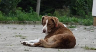 Sokak köpekleri konusunda komisyon kuruldu: Toplanma ve kısırlaştırma önerileri gündemde
