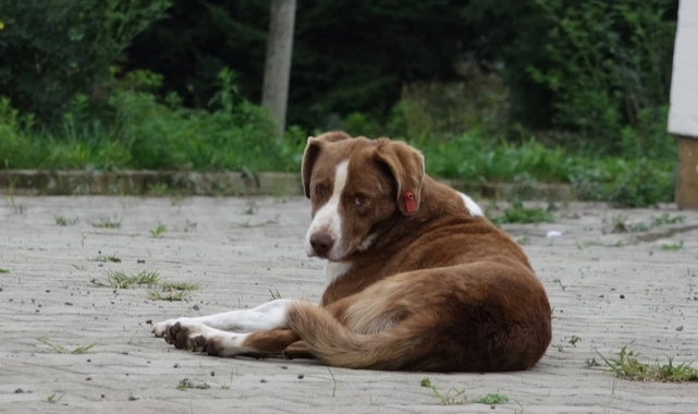 Sokak köpekleri konusunda komisyon kuruldu: Toplanma ve kısırlaştırma önerileri gündemde