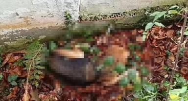 Belediye ölü köpekleri köye bırakırken yakalandı