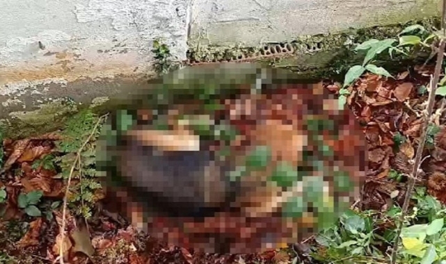 Belediye ölü köpekleri köye bırakırken yakalandı