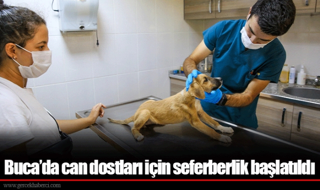 Buca’da can dostları için seferberlik başlatıldı