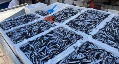 Hava muhalefeti balık fiyatını vurdu! İşte balık fiyatları