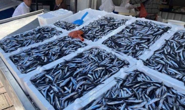 Hava muhalefeti balık fiyatını vurdu! İşte balık fiyatları