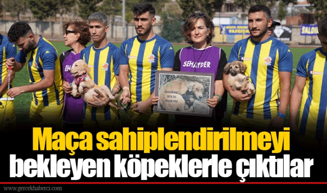 Maça sahiplendirilmeyi bekleyen köpeklerle çıktılar