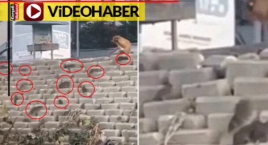 Sokakta sürüler halinde dolaşan dev lağım fareleri korkuttu