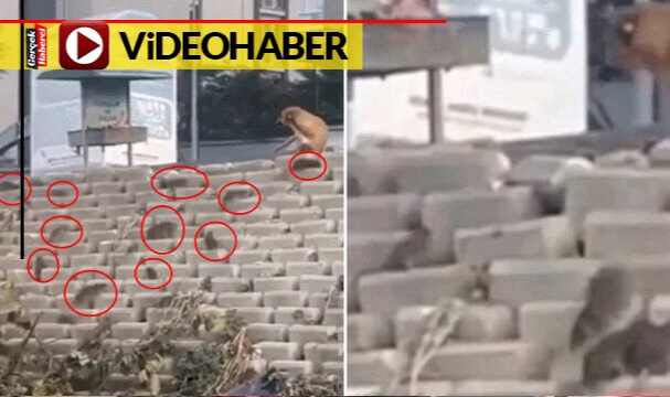 Sokakta sürüler halinde dolaşan dev lağım fareleri korkuttu