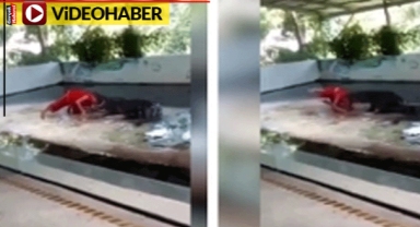 Timsah bakıcıları akıllanmadı: Yine aynı şov yine aynı tehlike