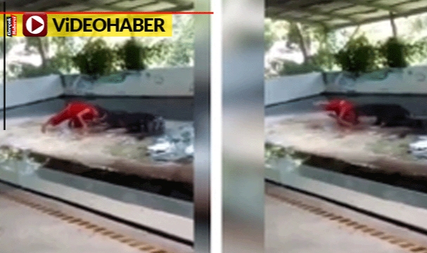 Timsah bakıcıları akıllanmadı: Yine aynı şov yine aynı tehlike