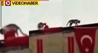 Türk bayrağı birbirine dolandı, kedi patileriyle böyle düzeltti: