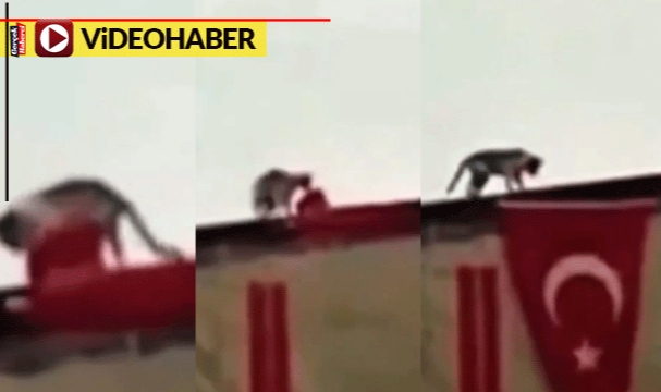 Türk bayrağı birbirine dolandı, kedi patileriyle böyle düzeltti: &quot;Cumhuriyet kedisi&quot;