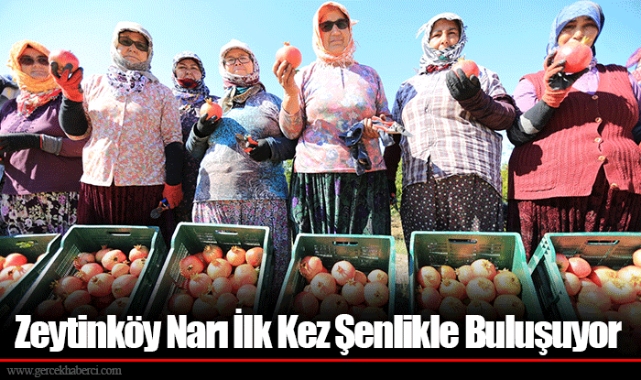 Zeytinköy Narı İlk Kez Şenlikle Buluşuyor