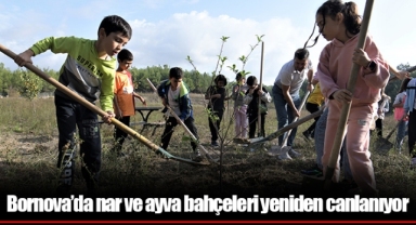 Bornova’da nar ve ayva bahçeleri yeniden canlanıyor