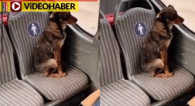 Bu köpeği görenler üzülmekten kendini alamadı
