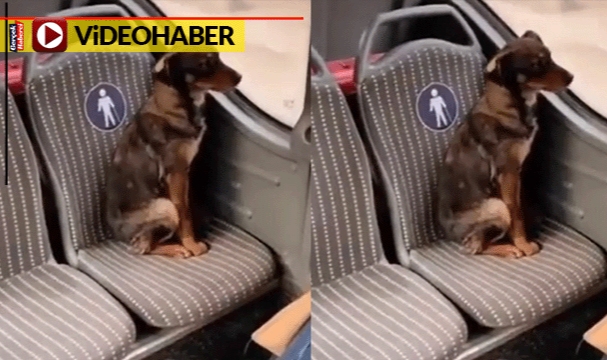 Bu köpeği görenler üzülmekten kendini alamadı