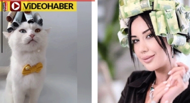'Dilan Polat kedisi' diyerek paylaştılar