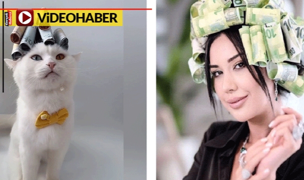 'Dilan Polat kedisi' diyerek paylaştılar