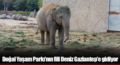 Doğal Yaşam Parkı’nın fili Deniz Gaziantep’e gidiyor