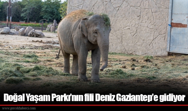 Doğal Yaşam Parkı’nın fili Deniz Gaziantep’e gidiyor