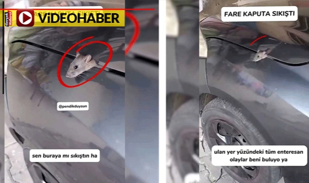 Enteresan olay: Fare kaputa sıkıştı