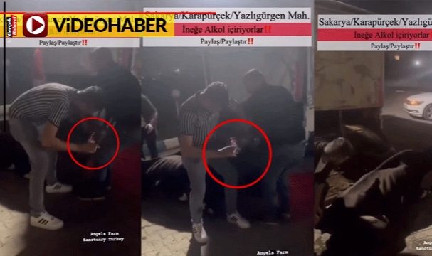 Hasta ineğe alkol içirdiler, kahkaha attılar... Skandal görüntülere tepki yağdı