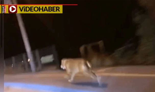 İzleyenleri gülümseten anlar... Köpek arabayla yarıştı