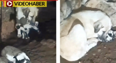 İzleyenlerin içini parçaladı: Kuzuları ölen yavruları sandı