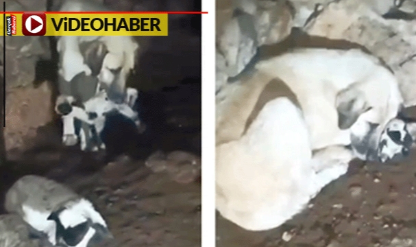 İzleyenlerin içini parçaladı: Kuzuları ölen yavruları sandı