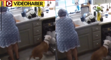 Kadın ne yapacağını bilemedi: Köpek bulaşıkları alıp götürdü