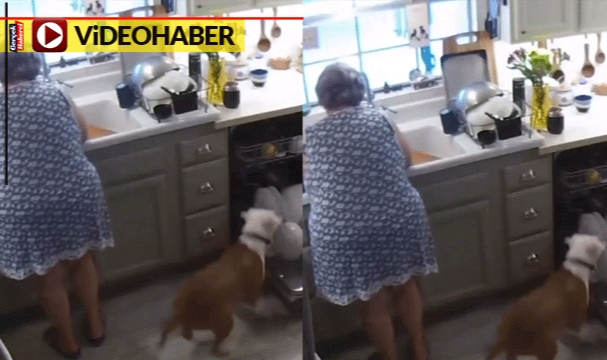 Kadın ne yapacağını bilemedi: Köpek bulaşıkları alıp götürdü