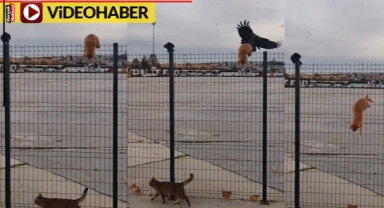 Karga, aşağı inemeyen kediyi arkasından itti