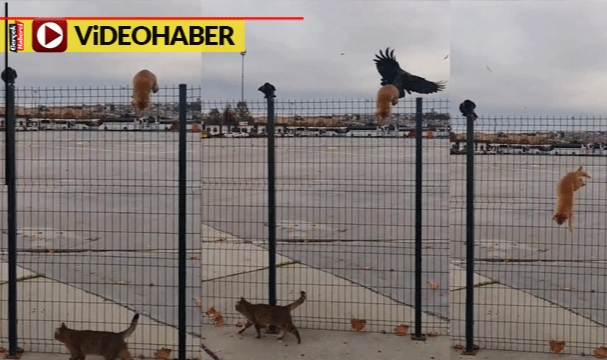 Karga, aşağı inemeyen kediyi arkasından itti