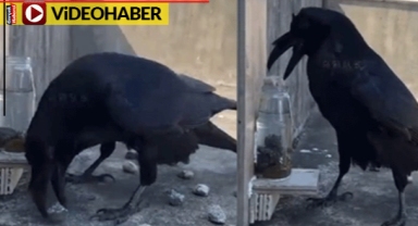 Karga su içmek için öyle bir şey yaptı ki... Zekası görenleri şaşırttı