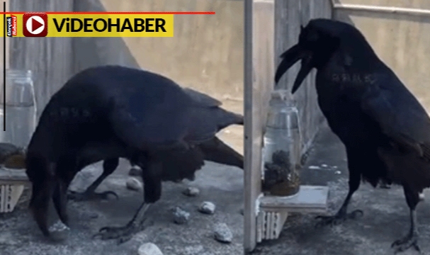 Karga su içmek için öyle bir şey yaptı ki... Zekası görenleri şaşırttı