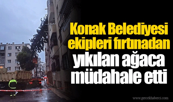 Konak Belediyesi ekipleri fırtınadan yıkılan ağaca müdahale etti