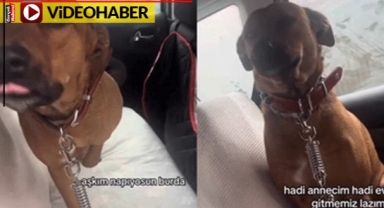 Küçük köpek yağmurlu havada arabadan inmeyi reddetti