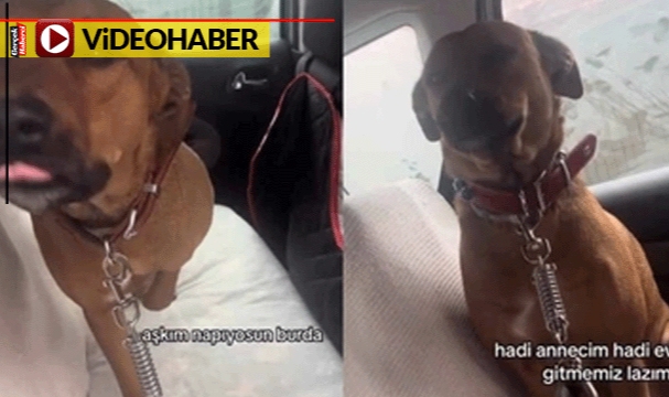 Küçük köpek yağmurlu havada arabadan inmeyi reddetti